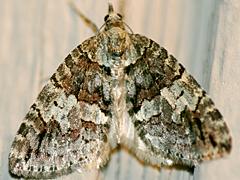 Geometrid Moth